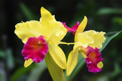 Cattleya - cattleya-scelte-pet-te