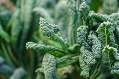 Cavolo Nero Toscano - Cavolo Nero Toscano