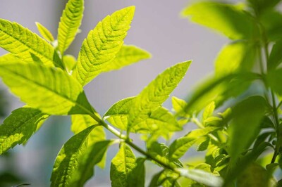 Cedrina - cedrina-pianta