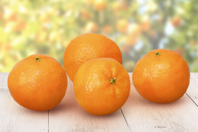 Clementina di Calabria IGP - Clementina di Calabria IGP