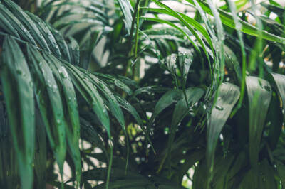 Chamaedorea - chamaedorea