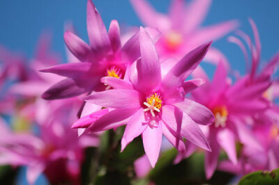 Cactus di Natale - christmas-cactus