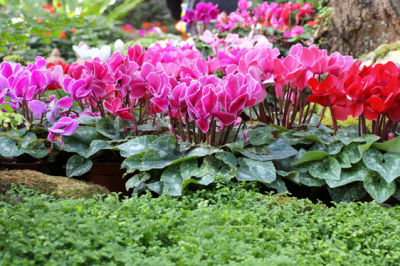 Ciclamino Mini Super Serie - ciclamino-mini