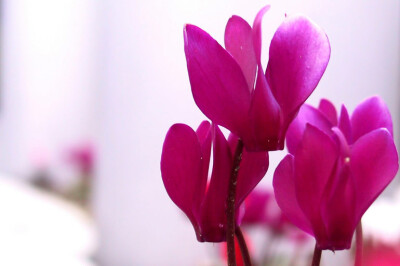 Ciclamino - ciclamino1