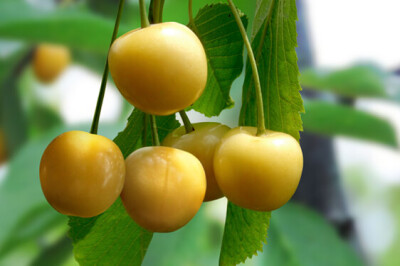 Ciliegia Bianca - Ciliegia Bianca