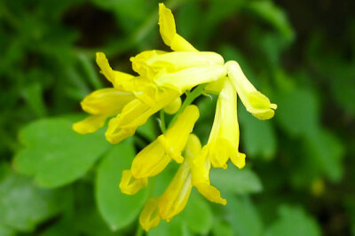 Colombina Gialla - colombina-gialla