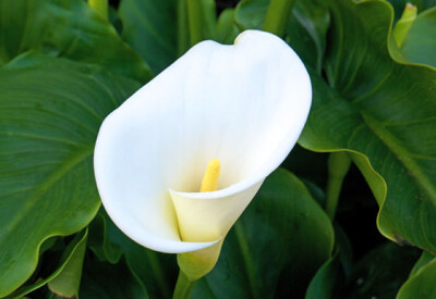 Calla - coltivazione-calla-scelte-per-te