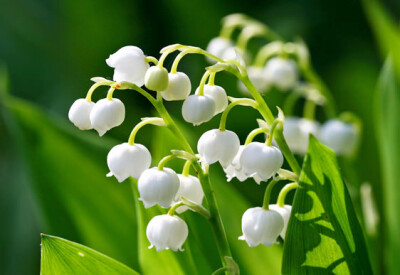 Mughetto - coltivazione-mughetto-scelte-per-te