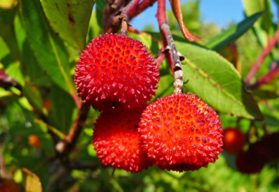 Corbezzolo - corbezzolo-scelte-per-te-giardino