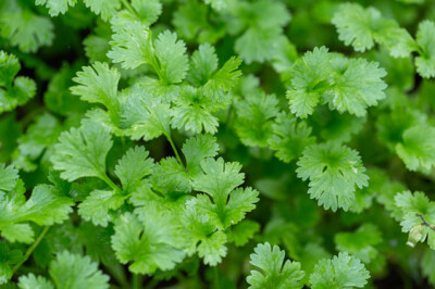 Coriandolo - coriandolo