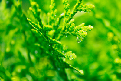 Cupressus Goldcrest - cupressus-goldcrest