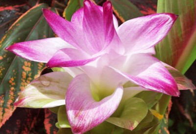 Curcuma - curcuma