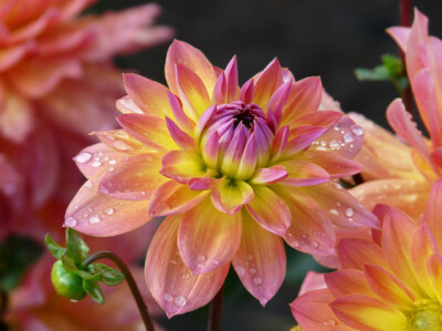 Dahlia - dahlia-scelte-per-te-giardino