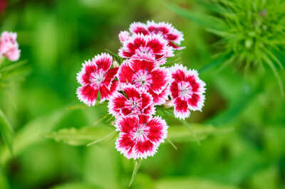 Dianthus barbatus - dianthus-barbatus