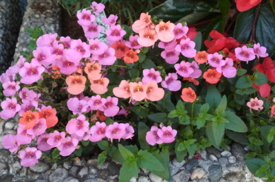 Diascia - diascia-1