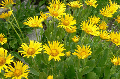 Doronico (Doronicum) - doronico-scelte-per-te
