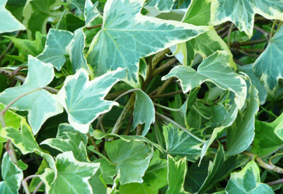 Edera - edera-scelte-per-te-giardaino