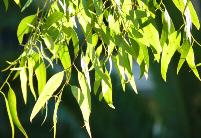 Eucalipto - eucalipto-scelte-per-te