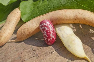 Fagioli Lima - Fagioli Lima