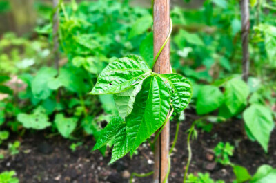 Pianta del Fagiolo - fagiolo-prodotto