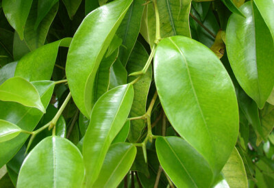 Ficus Benjamin - ficus-benjamin-scelte-per-te-conad