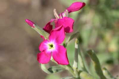 Violaciocca - fiore-violaciocca