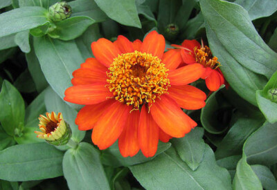 Zinnia - fiore-zinnia-scelte-per-te
