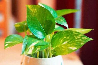 Pothos - foto-Pothos