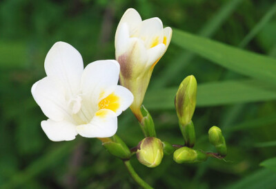 Fresia - fresia-scelte-per-te-giardino