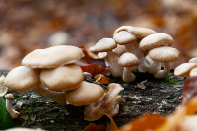 Fungo Pioppino - fungo-pioppino