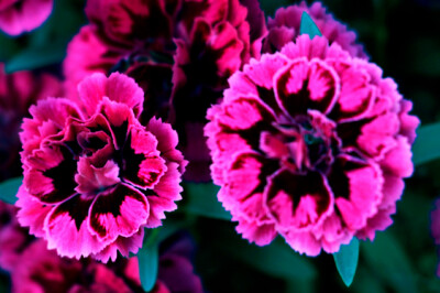 Garofano - garafolo-1