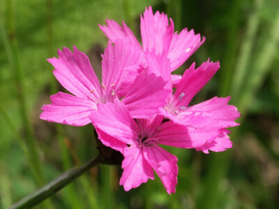 Garofano Kahori - garofano-kahori-scelte-per-te-giardino