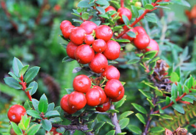 Gaultheria - gaultheria-scelte-per-te-giardino