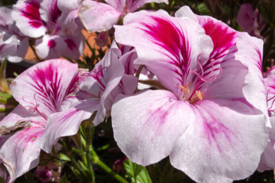 Geranio Macranta - geranio-macranta