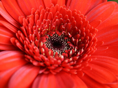 Gerbera - gerbera-scelte-per-te-giardino