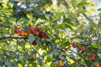 Giuggiolo - giuggiolo