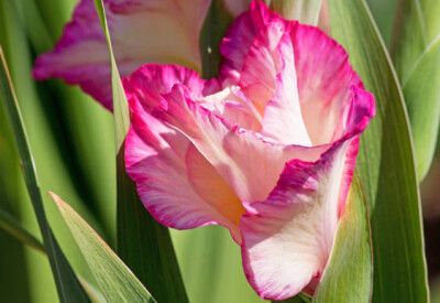 Gladiolo - gladiolo-scelte-per-te-giardino2