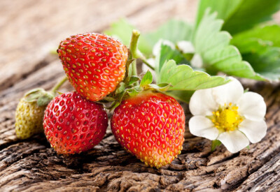 Pianta della Fragola - gragola-scelte-per-te
