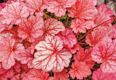 Heuchera - heuchera-scelte-per-te-giardino
