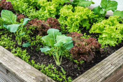 Pianta dell'Insalata - insalatemiste