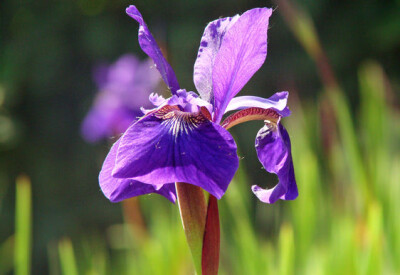 Iris - iris-scelte-per-te-giardino