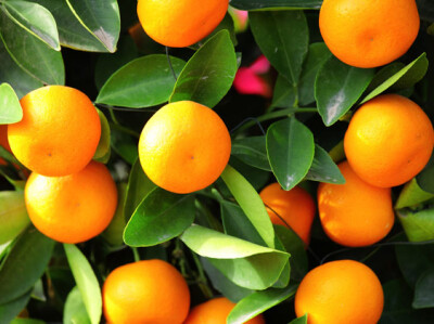 Kumquat - kumquat-scelte-per-te