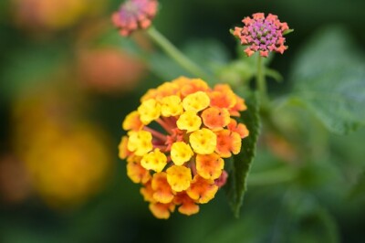 Lantana - lantana