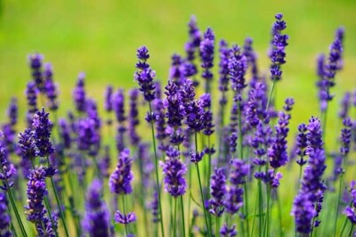 Lavanda Hidcote - lavanda-hidcote