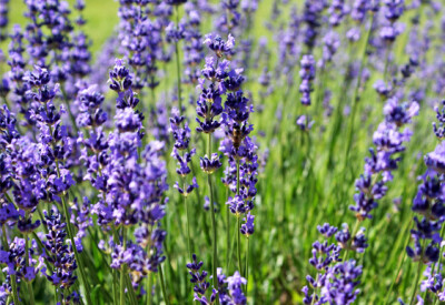 Lavanda - lavanda-scelte-per-te