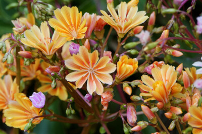 Lewisia - lewisia