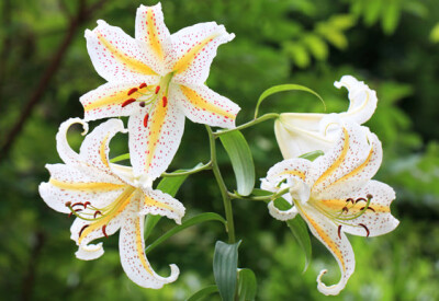 Lilium - lilium-scelte-per-te-giardino
