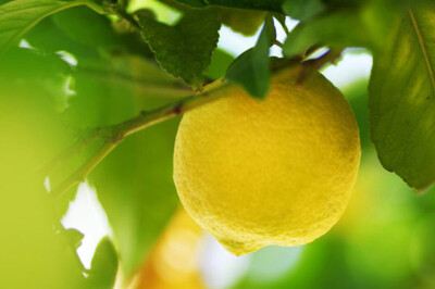 Limone - limone-scelte-per-te-1