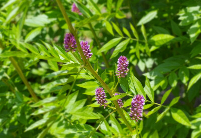 Liquirizia - liquirizia