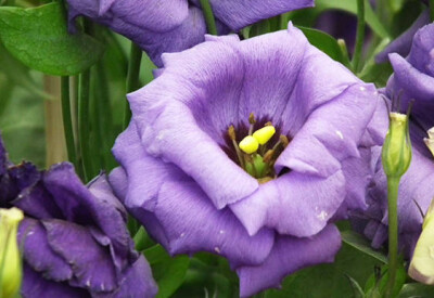 Lisianthus - lisianthus